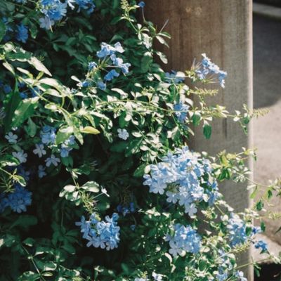 Thinking about what might be blooming next spring...🪻