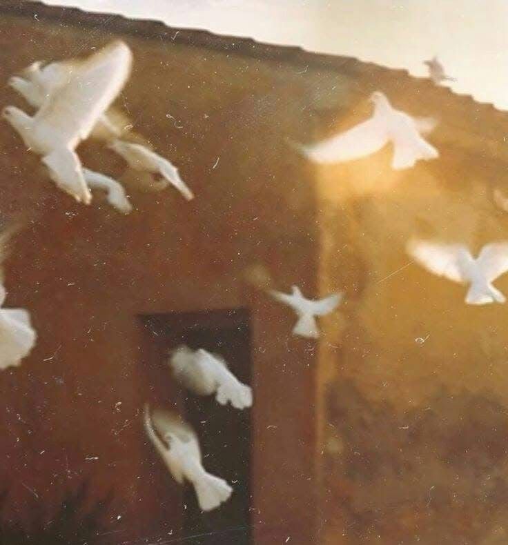 White doves flying up past a sunlit terracotta wall.